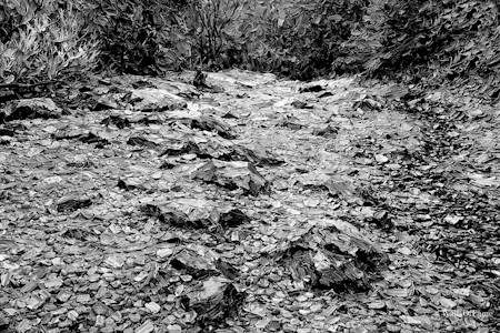 Gravel, Ground, Land, Road, Rock, Slate, Soil, Tree, Vegetation, Woodland